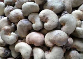 Cashew Exporters Earn $8.6 Million in 2024, NEPC Reveals