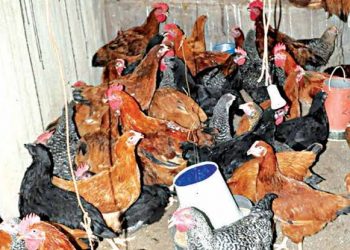 Women Farmers Empowered with Noiler Birds to Boost Nutrition and Livelihoods
