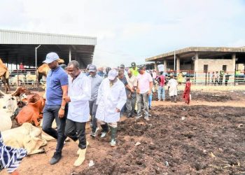 Lagos Shuts Down  Abattoir Over UnHealthy Conditions, Traders Found Sleeping Among Animals