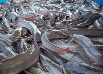 FG, FAO  Launch N200 Million Aquaculture Boost to Cut Fish Importation