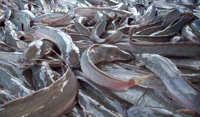 FG, FAO  Launch N200 Million Aquaculture Boost to Cut Fish Importation