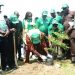 NDDC Launches Tree Planting Campaign Across Nine States in Nigeria