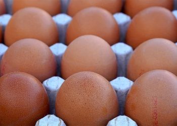 Poultry Association of Nigeria to Launch Direct-to-Consumer Sales to Curb Soaring Egg Prices