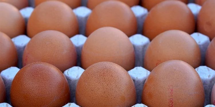 Poultry Association of Nigeria to Launch Direct-to-Consumer Sales to Curb Soaring Egg Prices
