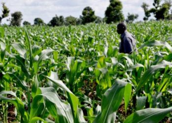 Ekiti Government to Launch Subsidised Fertiliser Scheme for Farmers on July 14