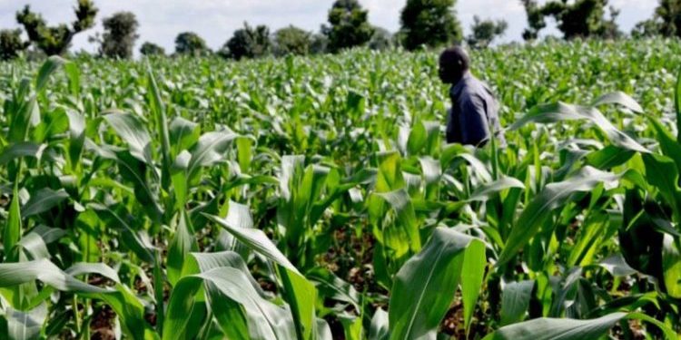 Ekiti Government to Launch Subsidised Fertiliser Scheme for Farmers on July 14