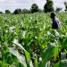 Ekiti Government to Launch Subsidised Fertiliser Scheme for Farmers on July 14