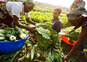 Farmers’ Data Audit to Eliminate Fake Beneficiaries, Tackle Food Crisis in Nigeria