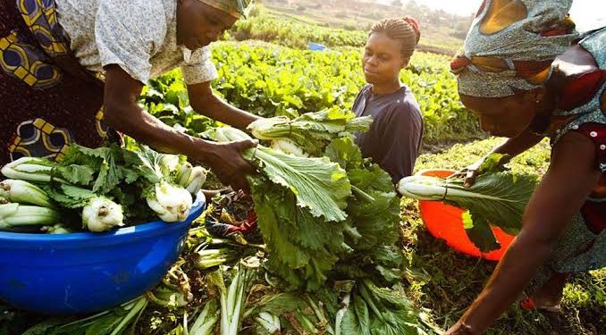Farmers’ Data Audit to Eliminate Fake Beneficiaries, Tackle Food Crisis in Nigeria