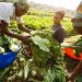 Farmers’ Data Audit to Eliminate Fake Beneficiaries, Tackle Food Crisis in Nigeria