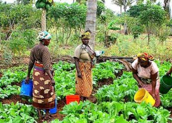 Women Agric Society Disburses ₦400 Million Low-Interest Loans to Empower Female Farmers
