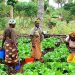 Women Agric Society Disburses ₦400 Million Low-Interest Loans to Empower Female Farmers