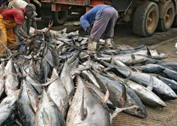 Nigeria Can Halve Fish Imports in Four Years with $1 Billion Low-Interest Investment – TADAN