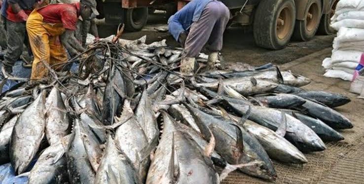 Nigeria Can Halve Fish Imports in Four Years with $1 Billion Low-Interest Investment – TADAN