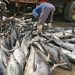 Nigeria Can Halve Fish Imports in Four Years with $1 Billion Low-Interest Investment – TADAN