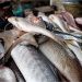 FG Moves to End Fish Importation, Creating Job For  Youth and Women in Fisheries