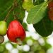 NCAN Distributes 120,000 Cashew Seedlings to Boost Non-Oil Exports