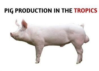 The Art of Pig Production in the Tropics Written By Adegbamigbe Adewumi