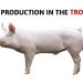 The Art of Pig Production in the Tropics Written By Adegbamigbe Adewumi
