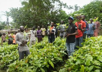 Johnvents Distributes Over 266,000 Cocoa Seedlings to Farmers in 11 Nigerian States