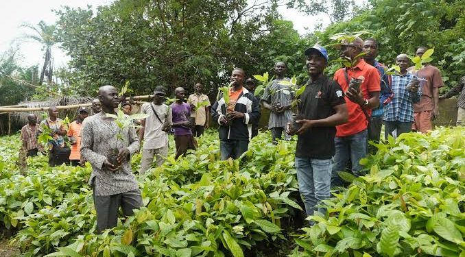 Johnvents Distributes Over 266,000 Cocoa Seedlings to Farmers in 11 Nigerian States
