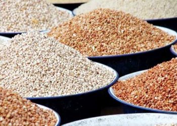 Nigeria Loses $363 Million Annually as EU Ban on Beans Exports Persists Over Pesticide Contamination