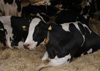 Action Against Hunger Launches €10m Cross-Border Livestock Project