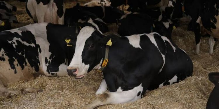 Action Against Hunger Launches €10m Cross-Border Livestock Project