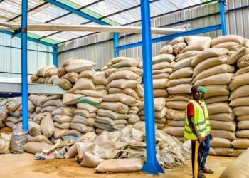 Niger State Unveils Plan to Plant 10 Million Shea Trees to Boost Production and Jobs