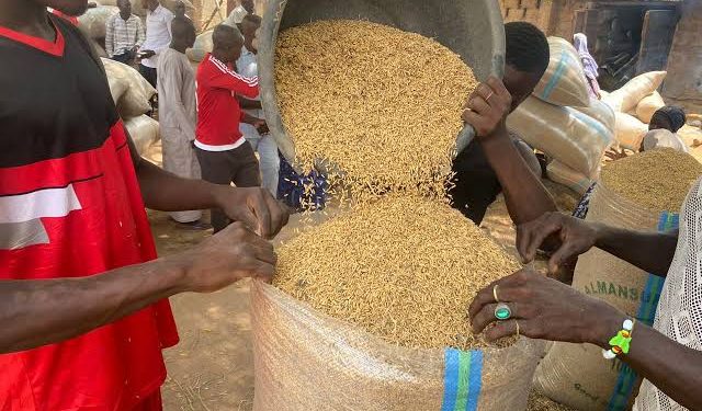 Liberia–Jigawa Rice Partnership to Open Opportunities for MSMEs, Boost Food Security