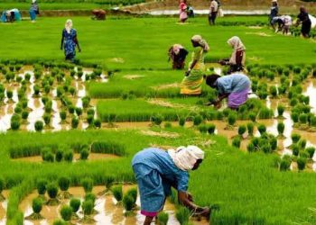 CBN Says Over One Million Farmers Benefited From Agricultural Schemes, Millions of Jobs Created