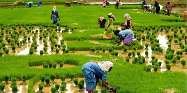 CBN Says Over One Million Farmers Benefited From Agricultural Schemes, Millions of Jobs Created