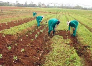 FG to Disburse Interest-Free Loans of Up to ₦100,000 to Farmers and Small Businesses