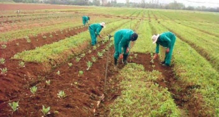 FG to Disburse Interest-Free Loans of Up to ₦100,000 to Farmers and Small Businesses