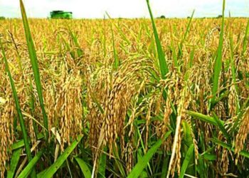 Jigawa Approves  N7 Billion for Dry-Season Rice Program  to Boost Food Security