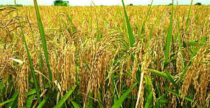 Jigawa Approves  N7 Billion for Dry-Season Rice Program  to Boost Food Security