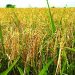 Jigawa Approves N7 Billion for Dry-Season Rice Program to Boost Food Security