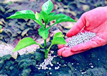 Soaring Fertilizer Prices Threaten Smallholder Farmers in FCT