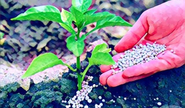 Soaring Fertilizer Prices Threaten Smallholder Farmers in FCT
