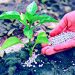 Soaring Fertilizer Prices Threaten Smallholder Farmers in FCT