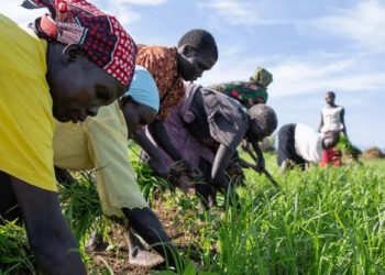 FG to Partner Organisations to Train Farmers on AgriConnect Initiative
