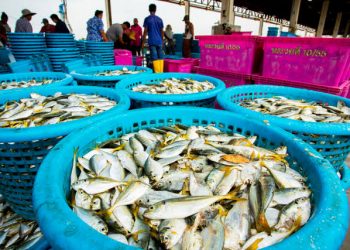 Fisheries Union, Wema Bank Launch Membership Drive, Financial Support Scheme