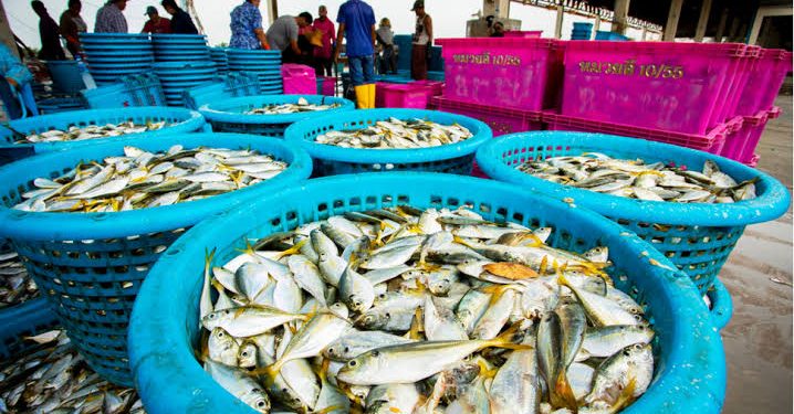 Fisheries Union, Wema Bank Launch Membership Drive, Financial Support Scheme