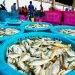 Fisheries Union, Wema Bank Launch Membership Drive, Financial Support Scheme
