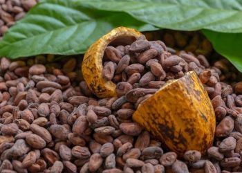 Cocoa Prices Slip as High Costs Threaten Global Chocolate Demand
