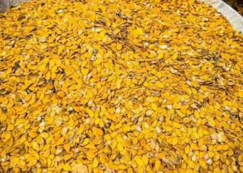 Egusi Seed from Nigeria Heads to Space in Groundbreaking Global Agricultural Mission