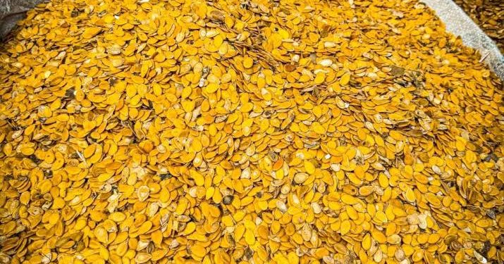 Egusi Seed from Nigeria Heads to Space in Groundbreaking Global Agricultural Mission