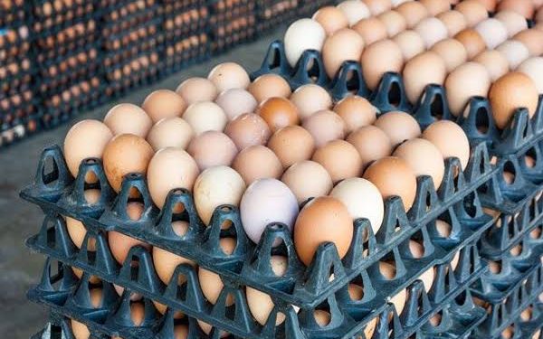 Egg Prices Drop in Nigeria as Poultry Feed Cost Drop