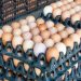 Egg Prices Drop in Nigeria as Poultry Feed Cost Drop