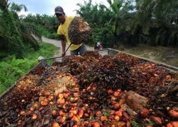 NEPC Urges Oil Palm Farmers  to Embrace Clustering for Export Growth